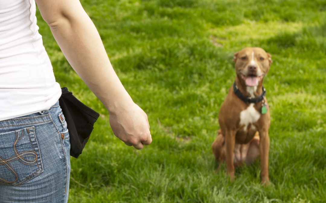 Must-Haves For Training Your Dog