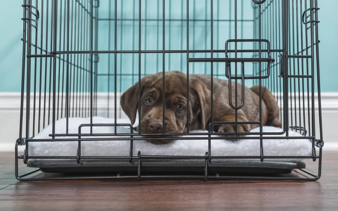 Choosing The Right Dog Crate For Your Dog